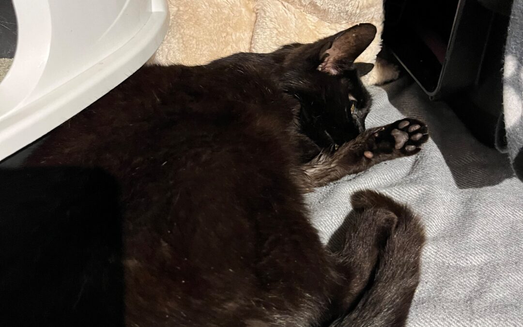 Fundtier Katze, Wattens  (07/2025)