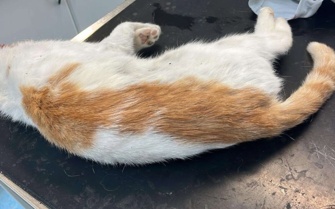 Fundtier Katze, Weer  (verstorben)  (07/2025)