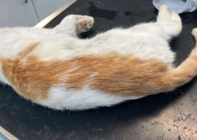Fundtier Katze, Weer  (verstorben)  (07/2025)