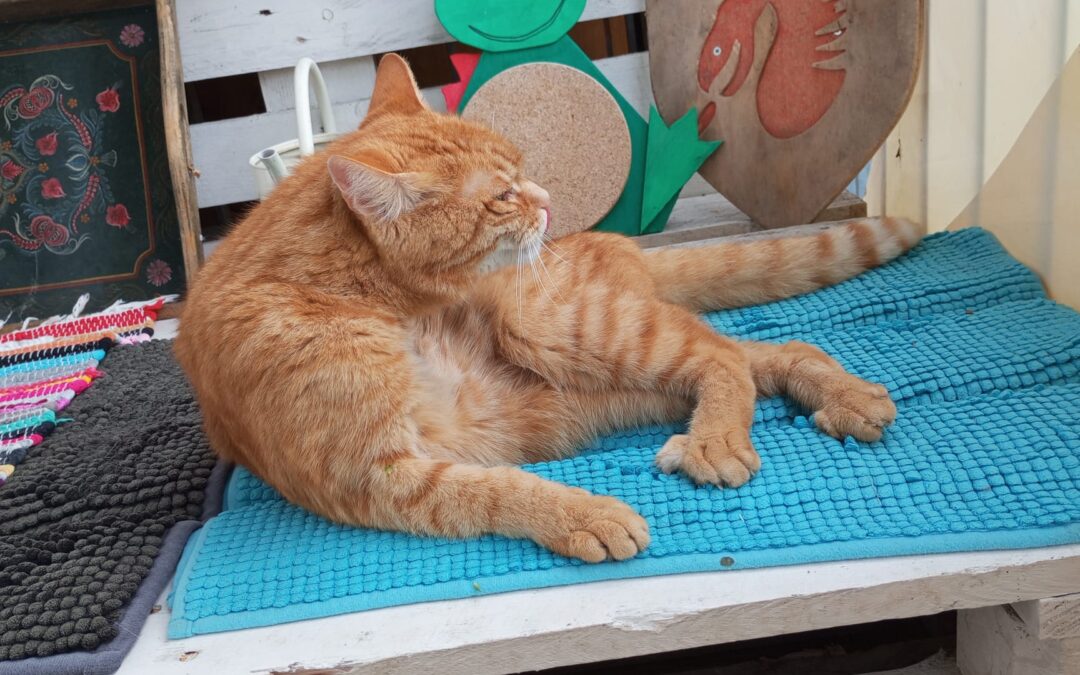 Fundtier Kater, Wörgl  (07/2025)