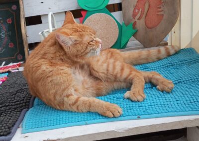 Fundtier Kater, Wörgl  (07/2025)