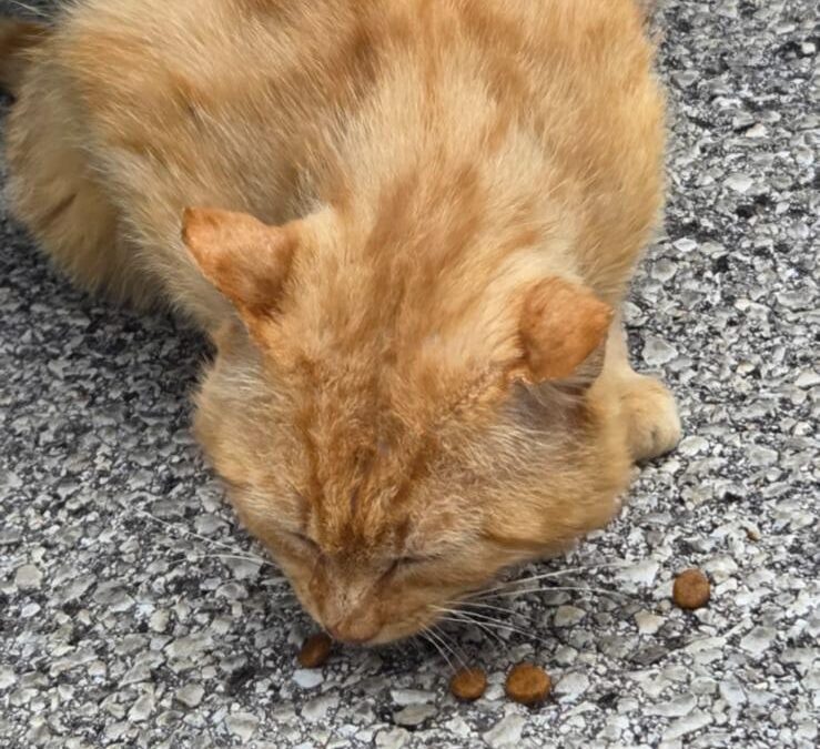 Sichtung Kater, Wörgl  (07/2025)