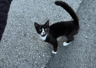 Sichtung Katzen, Wörgl  (07/2025)