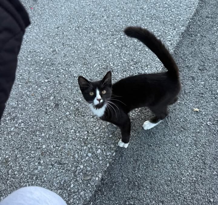 Sichtung Katzen, Wörgl  (07/2025)