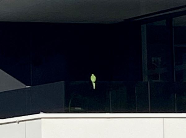 Sichtung Sittich, Zirl  (07/2025)