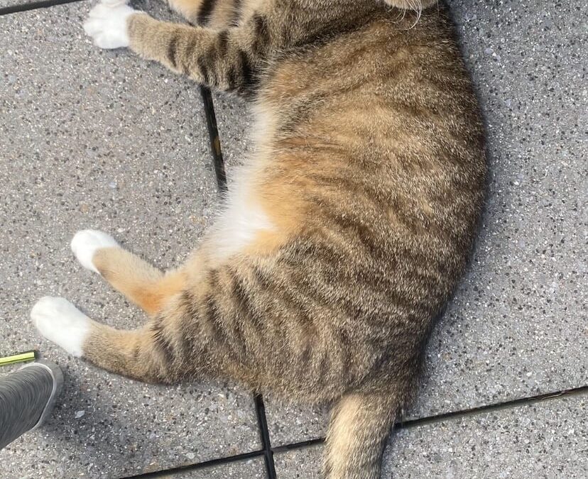 Minka, Aldrans  (08/2025)