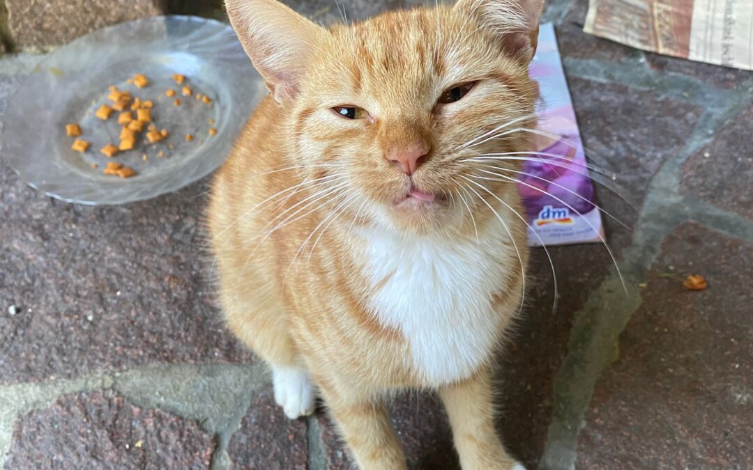 Fundtier Katze, Angath  (08/2025)