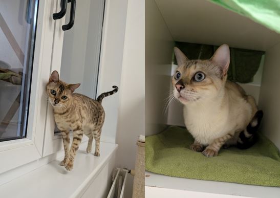 Baco & Kira