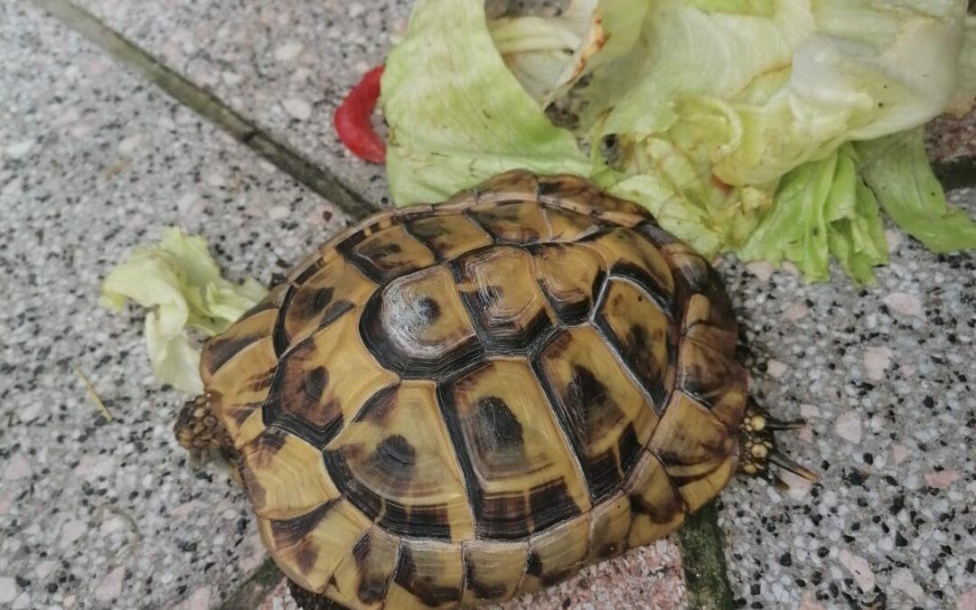 Fundtiere Schildkröten, Bad Häring  (08/2025)