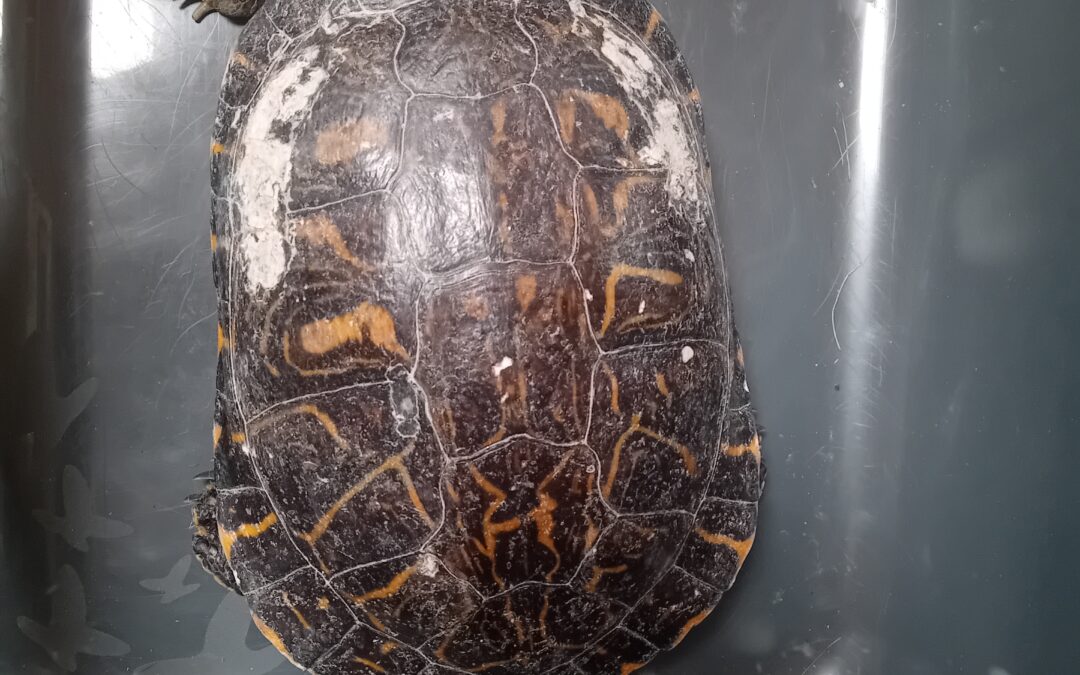 Fundtier Wasserschildkröte, Baumkirchen  (08/2025)