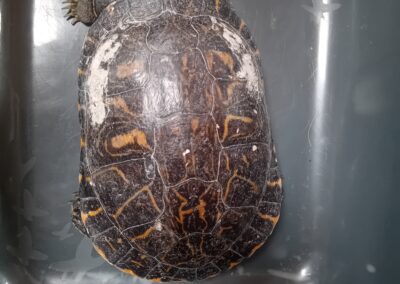 Fundtier Wasserschildkröte, Baumkirchen  (08/2025)