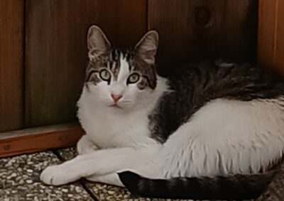Nala, Berwang  (08/2025)
