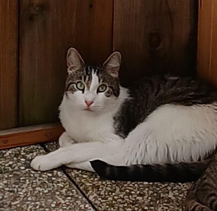 Nala, Berwang  (08/2025)