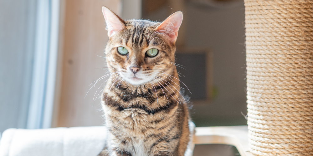 WELTKATZENTAG: Die Schattenseiten von Modekatzen