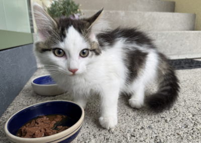 Fundtier Katze, Ebbs  (08/2025)
