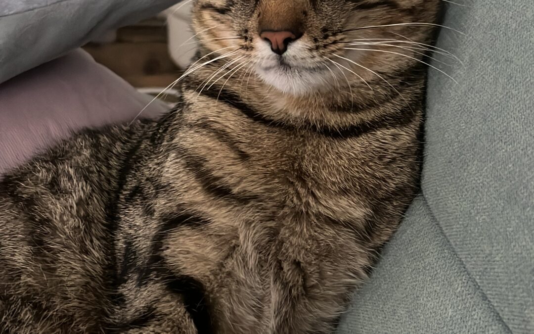 Tigi, Ebbs  (08/2025)