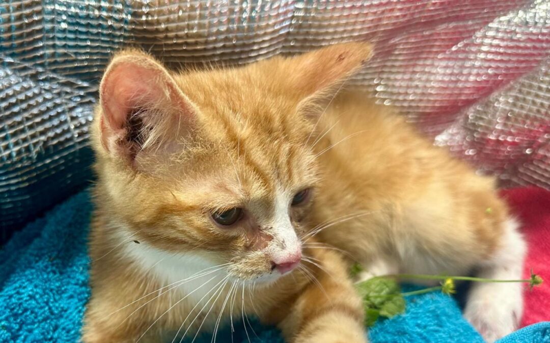 Fundtier Kater, Erl  (08/2025)