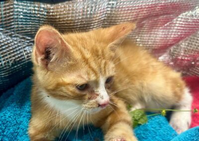 Fundtier Kater, Erl  (08/2025)