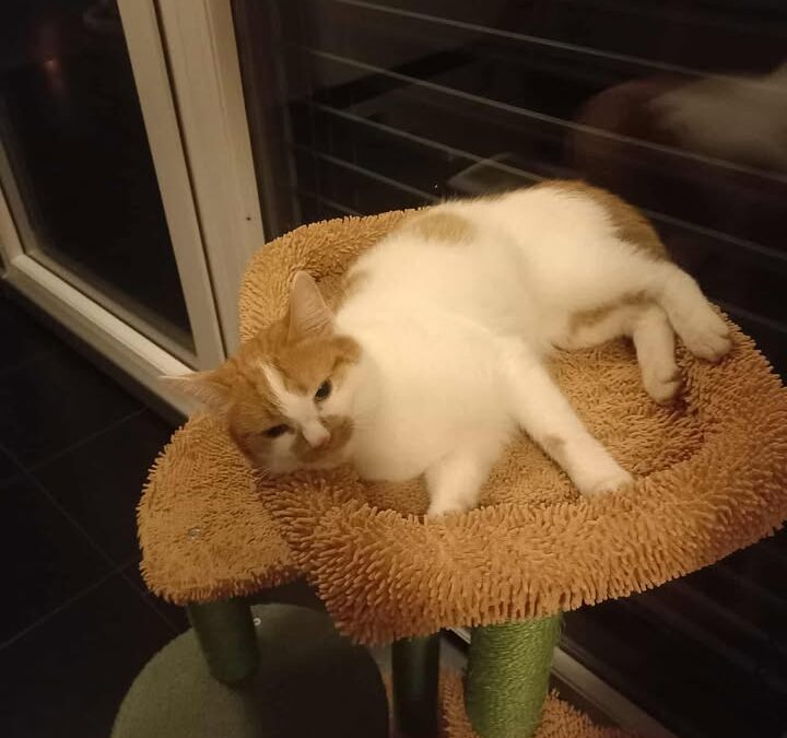 Lotte, Fügen (08/25)