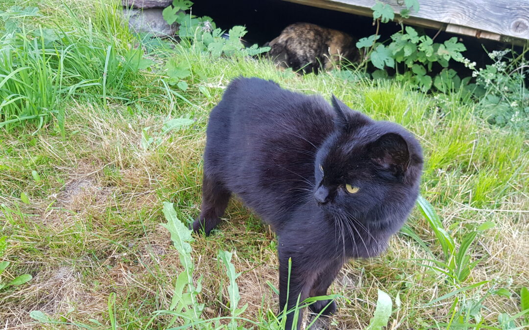 Lizzy, Fulpmes  (07/2025)