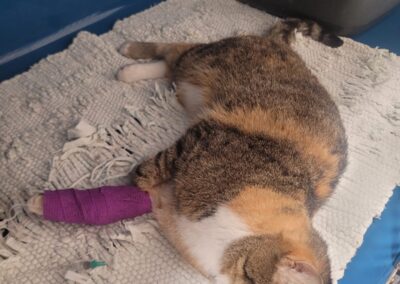 Fundtier Katze, Going  (08/2025)