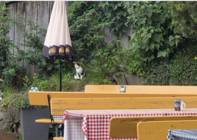Fundtier Katze, Fügenberg  (08/2025)