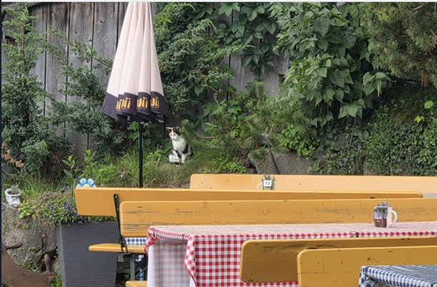 Fundtier Katze, Fügenberg  (08/2025)