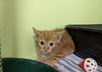 Fundtier Kater, Innsbruck  (08/2025)