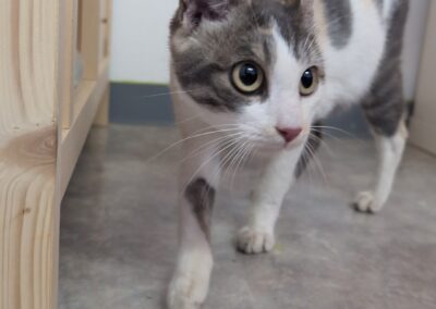 Fundtier Katze, Innsbruck  (08/2025)