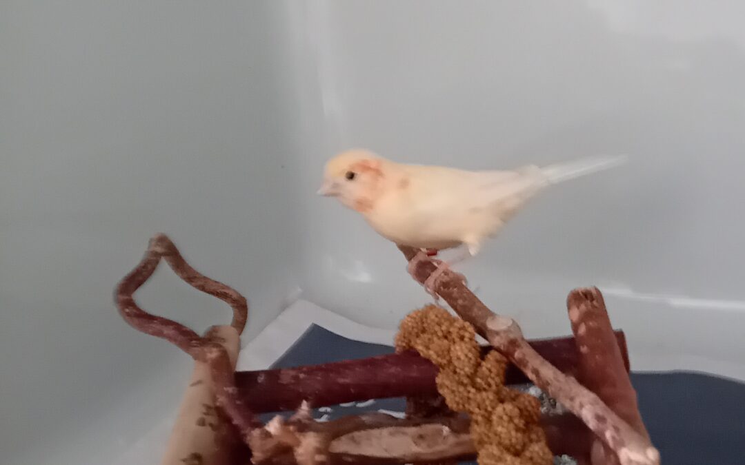 Fundtier Kanarienvogel, Innsbruck  (08/2025)