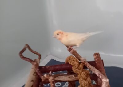 Fundtier Kanarienvogel, Innsbruck  (08/2025)