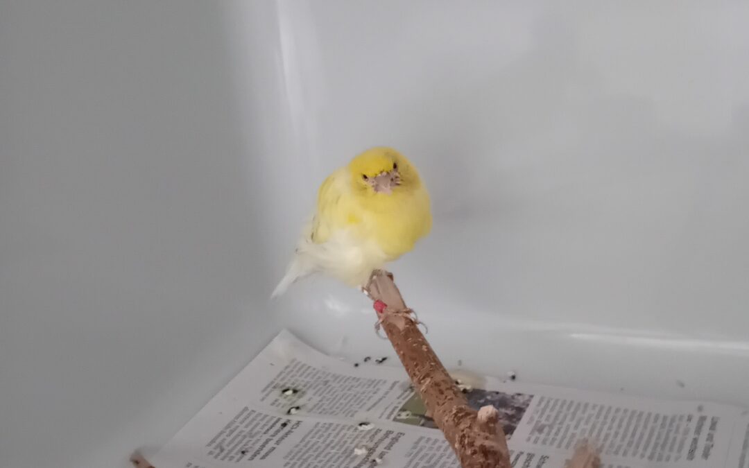 Fundtier Kanarienvogel, Innsbruck  (08/2025)