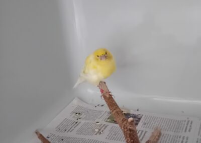 Fundtier Kanarienvogel, Innsbruck  (08/2025)