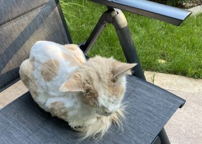 Fundtier Katze, Jenbach  (08/2025)