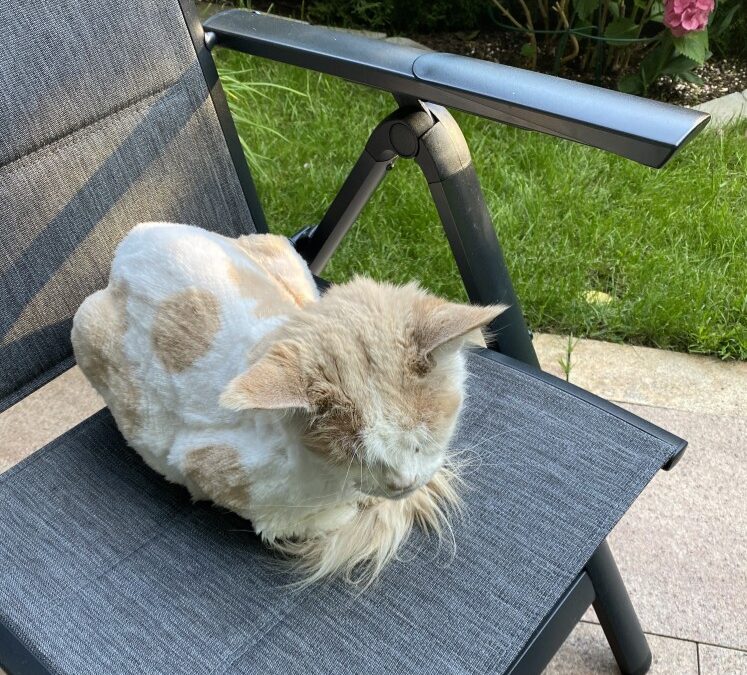Fundtier Katze, Jenbach  (08/2025)
