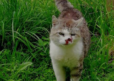 Sichtung Katze, Jenbach  (07/2025)