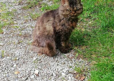 Sichtung Katze, Jenbach  (07/2025)