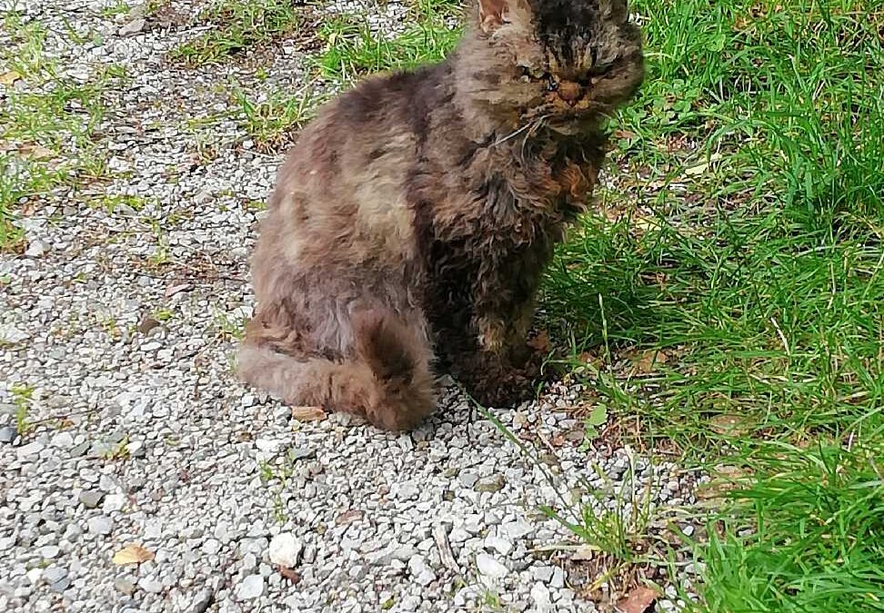 Sichtung Katze, Jenbach  (07/2025)