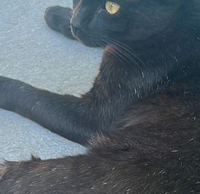 Felix, Karres  (08/2025)