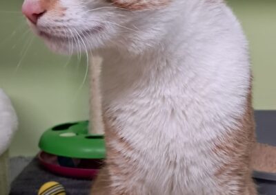 Fundtier Kater, Kematen  (08/2025)