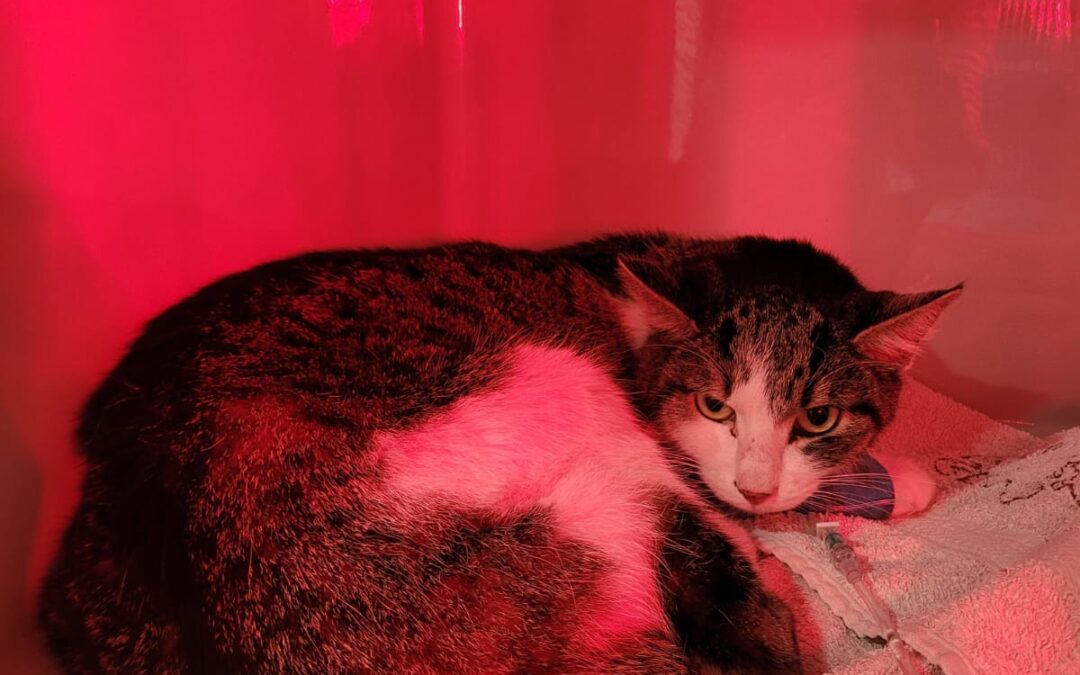 Fundtier Kater, Kiefersfelden  (08/2025)