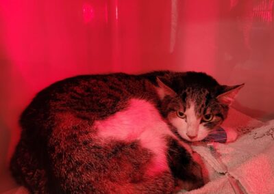 Fundtier Kater, Kiefersfelden  (08/2025)
