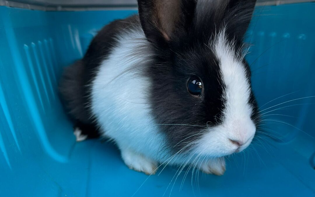 Fundtier Kaninchen, Kirchbichl  (08/2025)