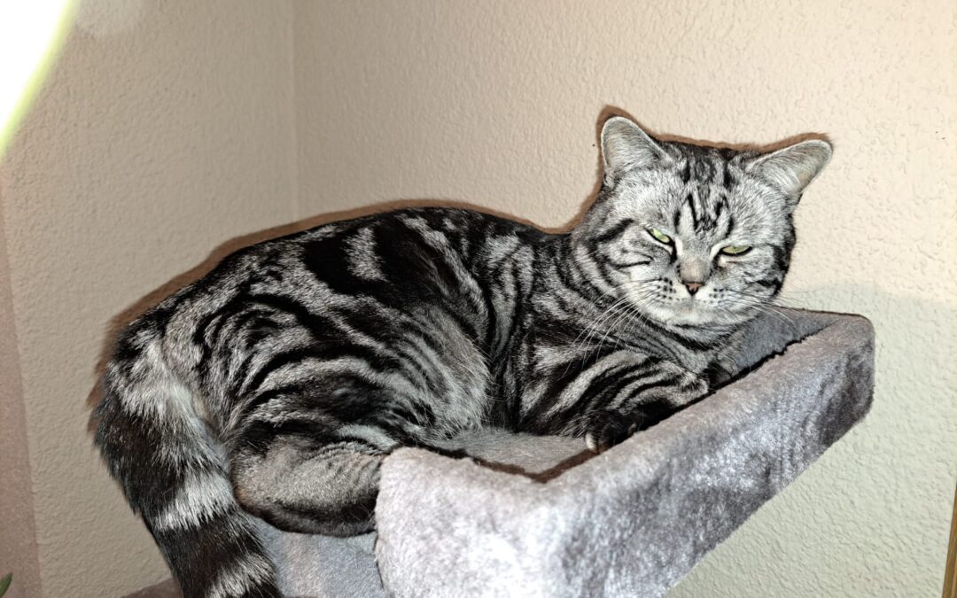 Kater, Kundl  (08/2025)
