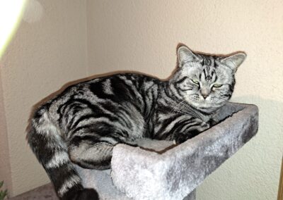 Kater, Kundl  (08/2025)