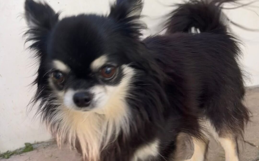 Fundtier Hund, Leermoos  (08/2025)
