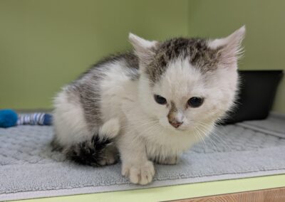 Fundtier Kater, Leutasch  (08/2025)