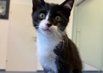 Fundtier Kater, Mutters  (08/2025)