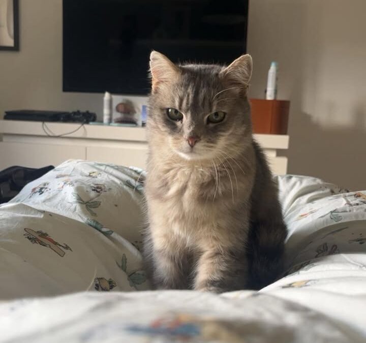 Ella, Navis  (08/2025)