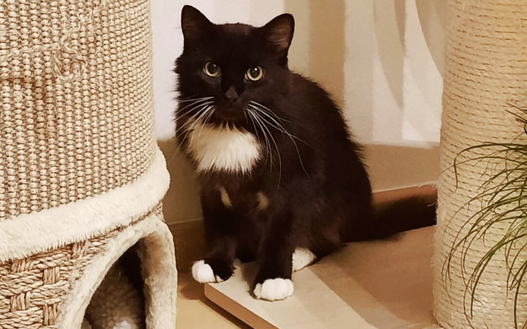 Otello